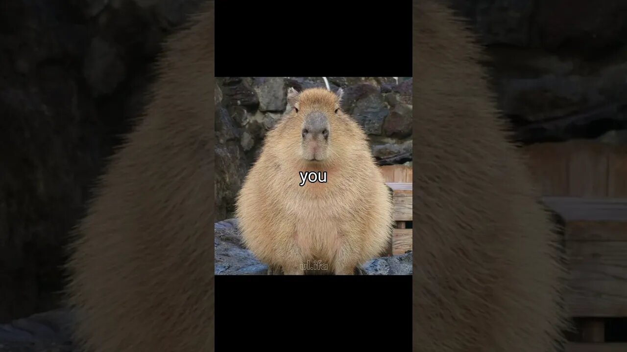 bae