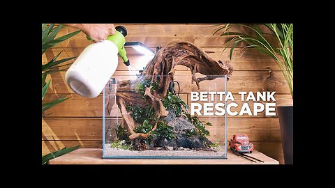 BETTA AQUARIUM RESCAPE - Bigger tank for my beautiful betta