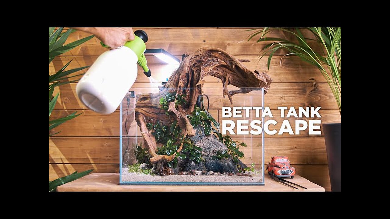 BETTA AQUARIUM RESCAPE - Bigger tank for my beautiful betta