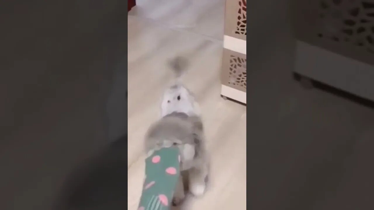 #funny #animals#shorts