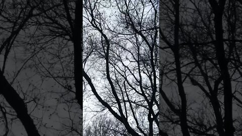 Notorious creature of the sky