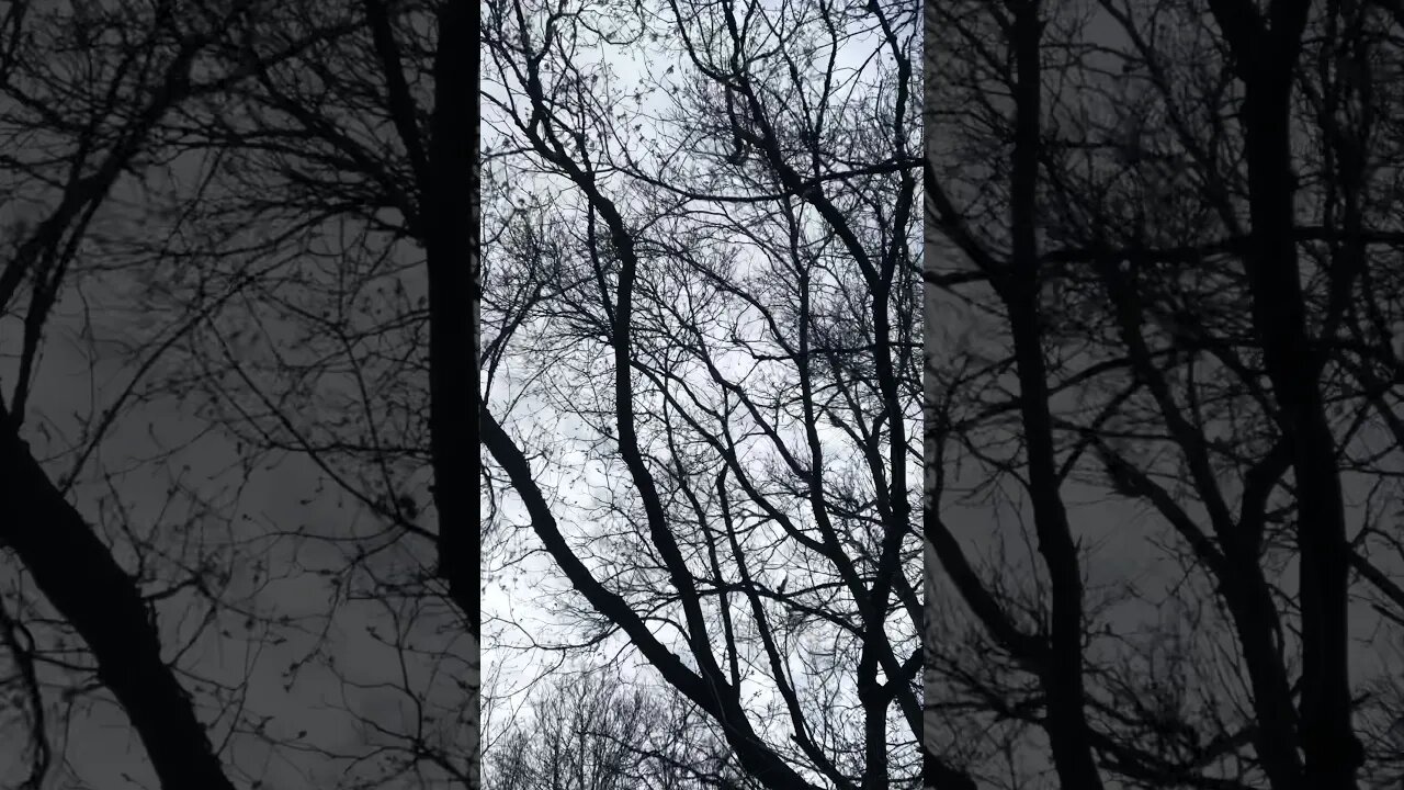 Notorious creature of the sky