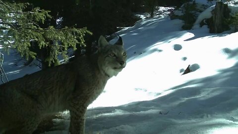 A Virtual Tour of Shamshy Wildlife Sanctuary, Kyrgyzstan