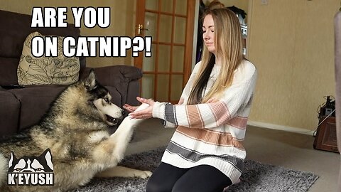 In Front of My Husky, It's Freezing! I'm BITE BY HIM!