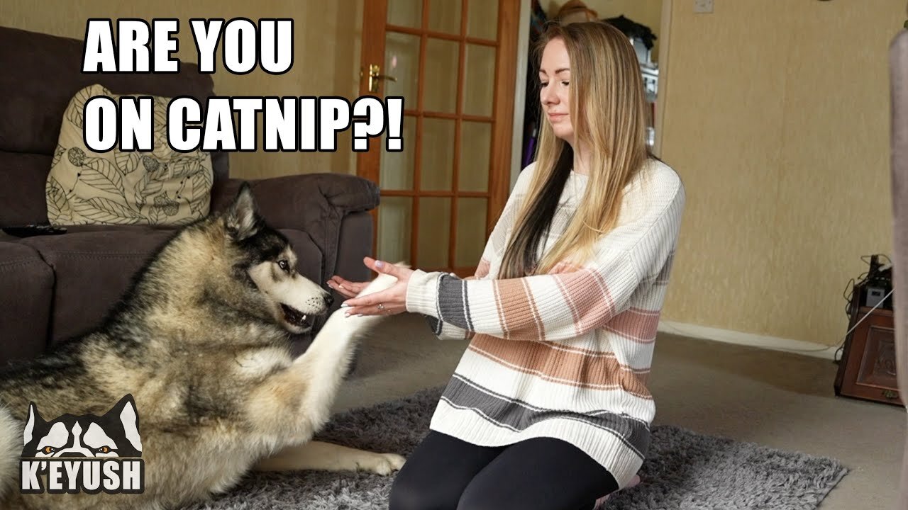 In Front of My Husky, It's Freezing! I'm BITE BY HIM!