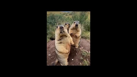 Cute and Furry Little Animals