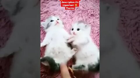 cute cat videos 😹 funny videos 😂 1142 😻 #shorts