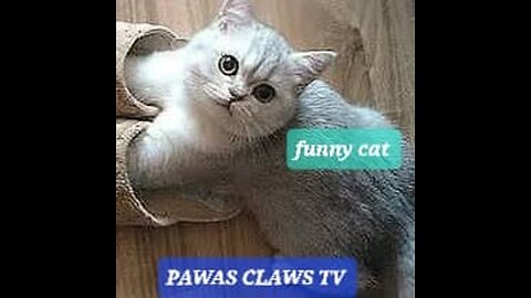 Funniest Cat And Dogs 😂 Funny Animal Videos