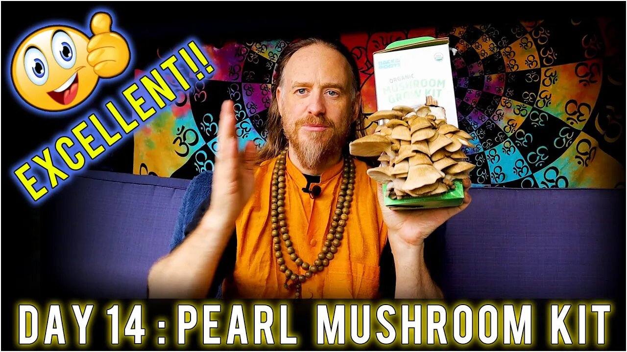 Day 14: Organic Pearl Oyster Mushroom Grow Kit (15 days to Harvest) Sustainability | How To Review