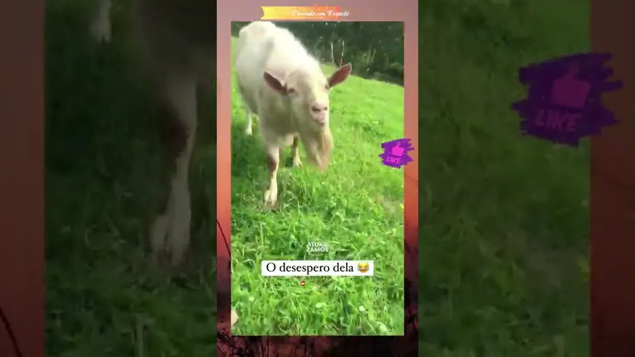 😲ANIMAIS ENGRAÇADOS | Olha o que esse Bode fez #shorts