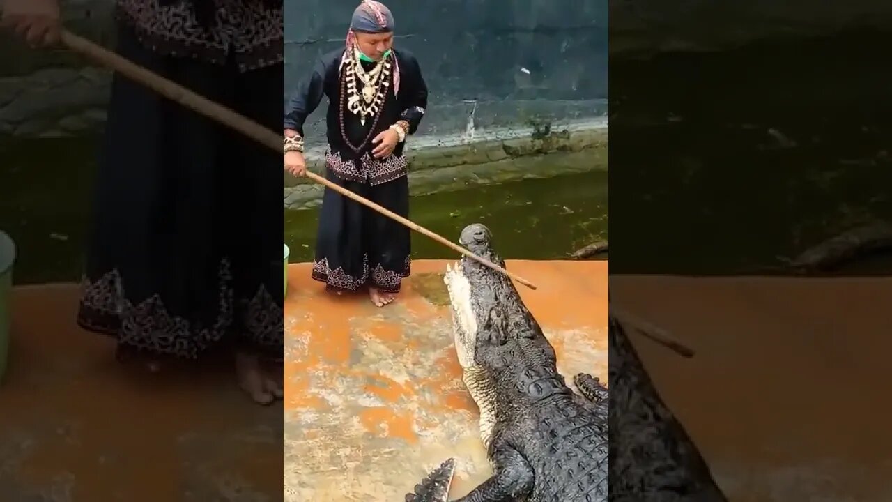 When Crocodile is your favorite animal