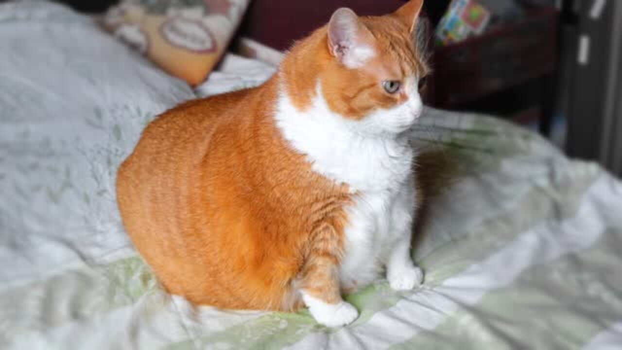 Dom Dom yes yes 😂😂