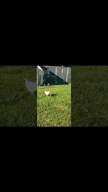 Daisy Guards The Chickens... When She's Outside, #chickens #raisingchickens #chickenshorts