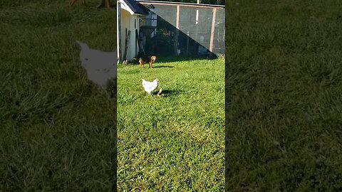 Daisy Guards The Chickens... When She's Outside, #chickens #raisingchickens #chickenshorts