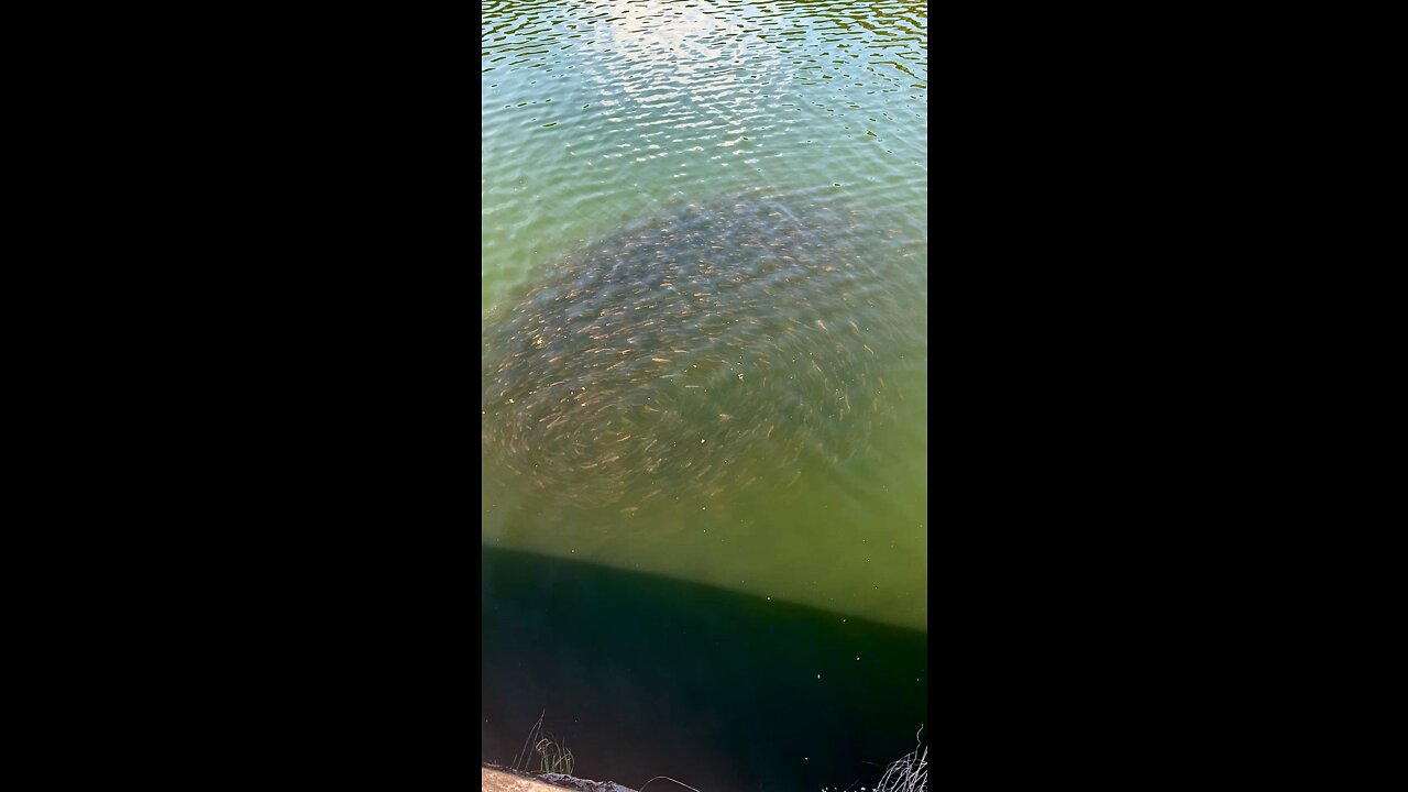 Baby Asian carps