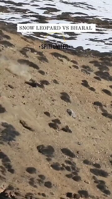 Snow leopard vs bharal