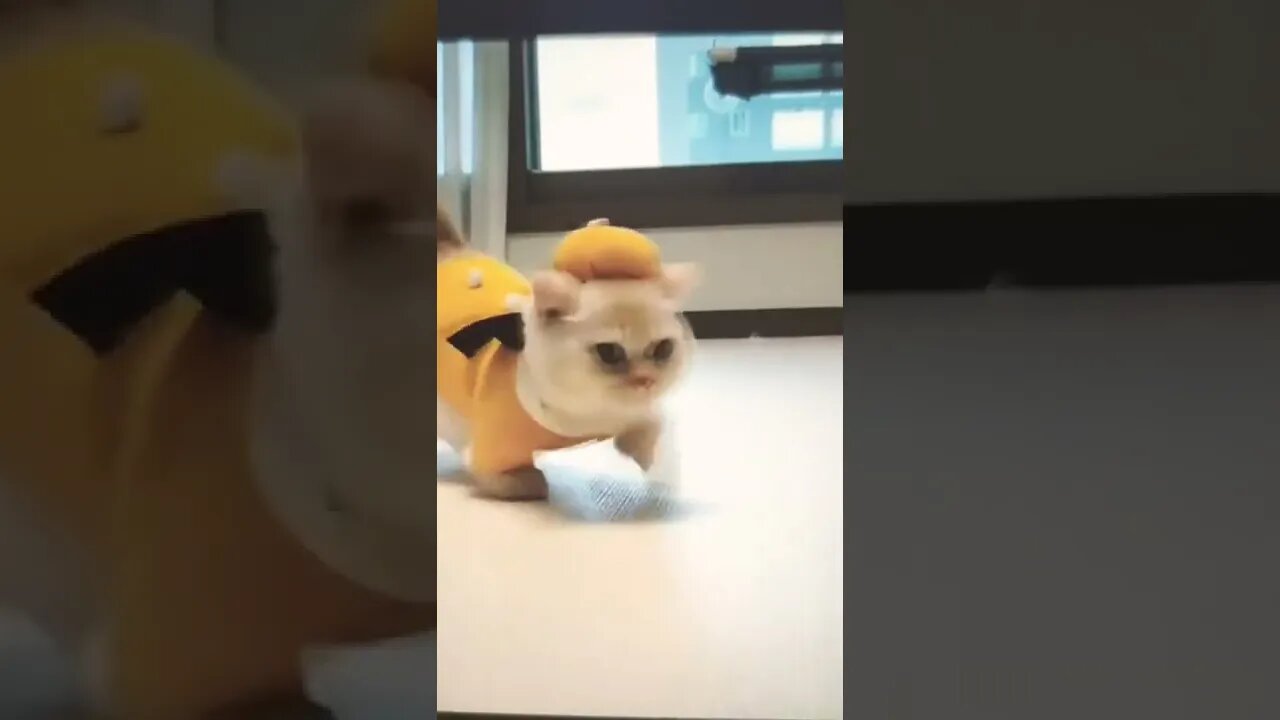 #cat #shorts #viral #funny