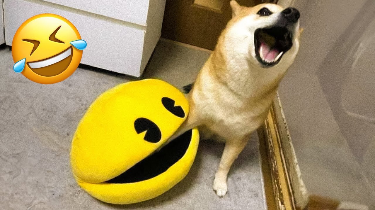 Funny Animal Compilation #9 :)