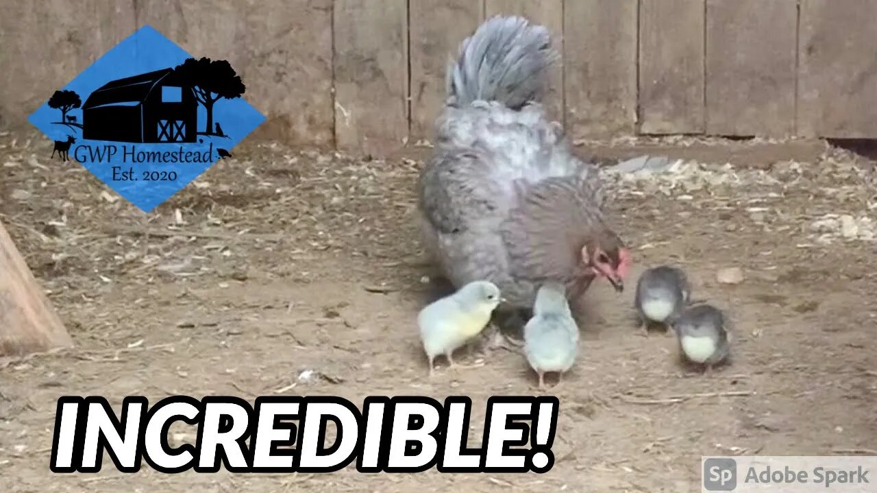 Watch this incredible mother hen behavior! #shorts