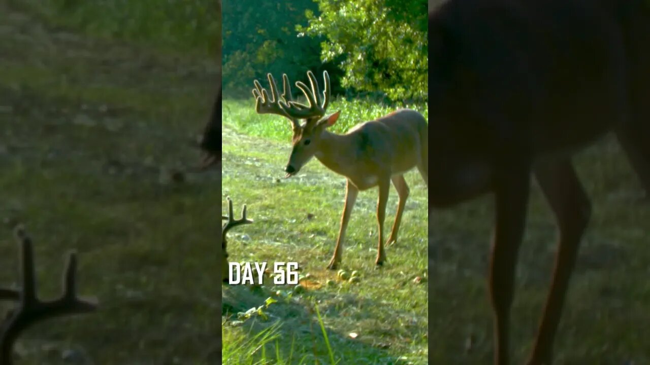 Whitetail Buck 90 Day Antler Progression! (Inventory Check)