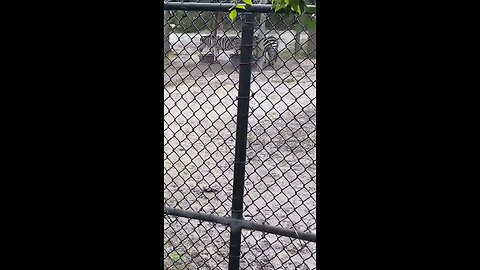 Plains Zebra At Naples Zoo