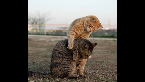 Funny animals 2023😆 - Funniest Cats and Dogs Video🐕🐈1