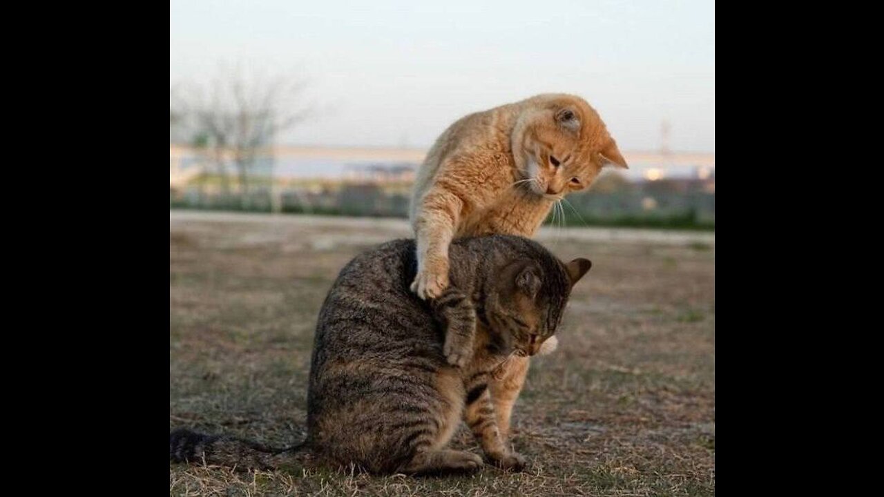 Funny animals 2023π - Funniest Cats and Dogs Videoππ1