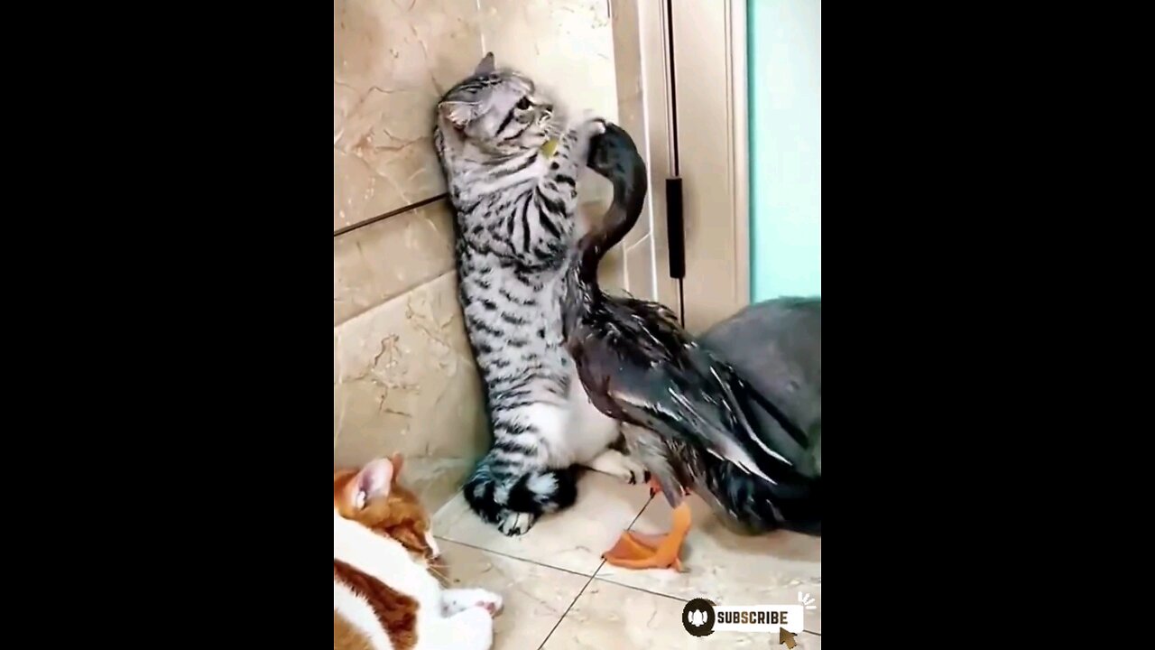 cute_*cat_*vs_*duckling_Lovely_*funniest_*Fight_🙈😱🤣🤣