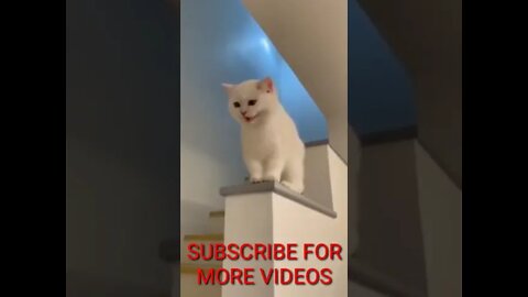 Cat Smile 😺 #short #ytshort