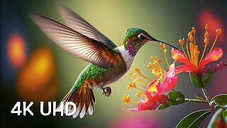 Colorful Birds in 4K - Planet Earth 4K | Beautiful Bird Sounds Nature Relaxation 4K UHD 60 FPS