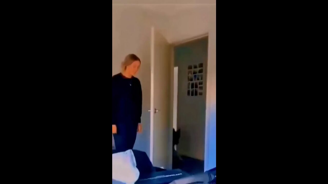 funny dogs compilation