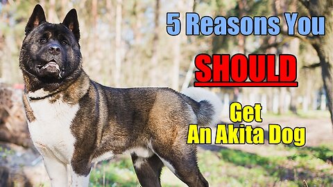 5 Reasons you SHOULD consider an Akita dog!