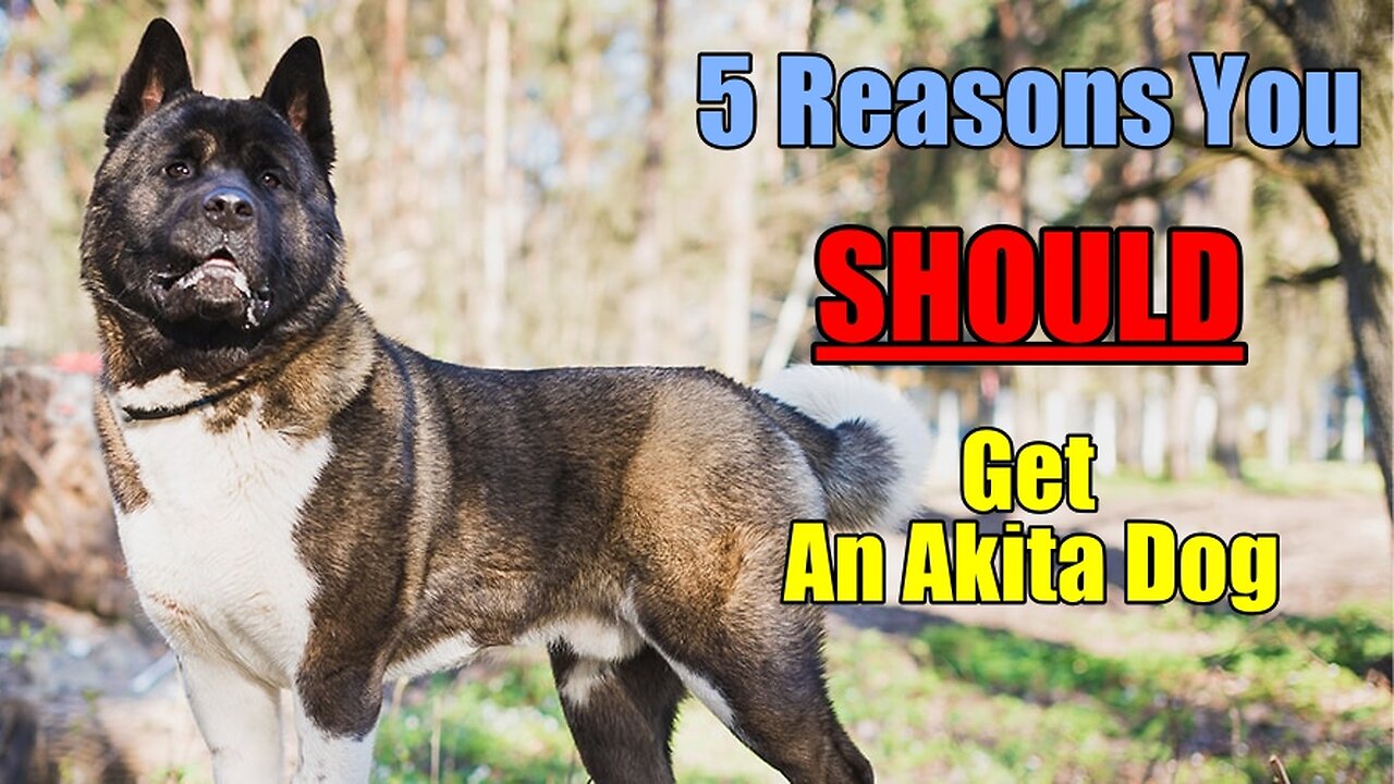 5 Reasons you SHOULD consider an Akita dog!