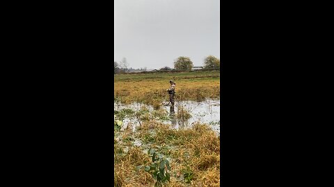 4 man Duck Limit of mallards