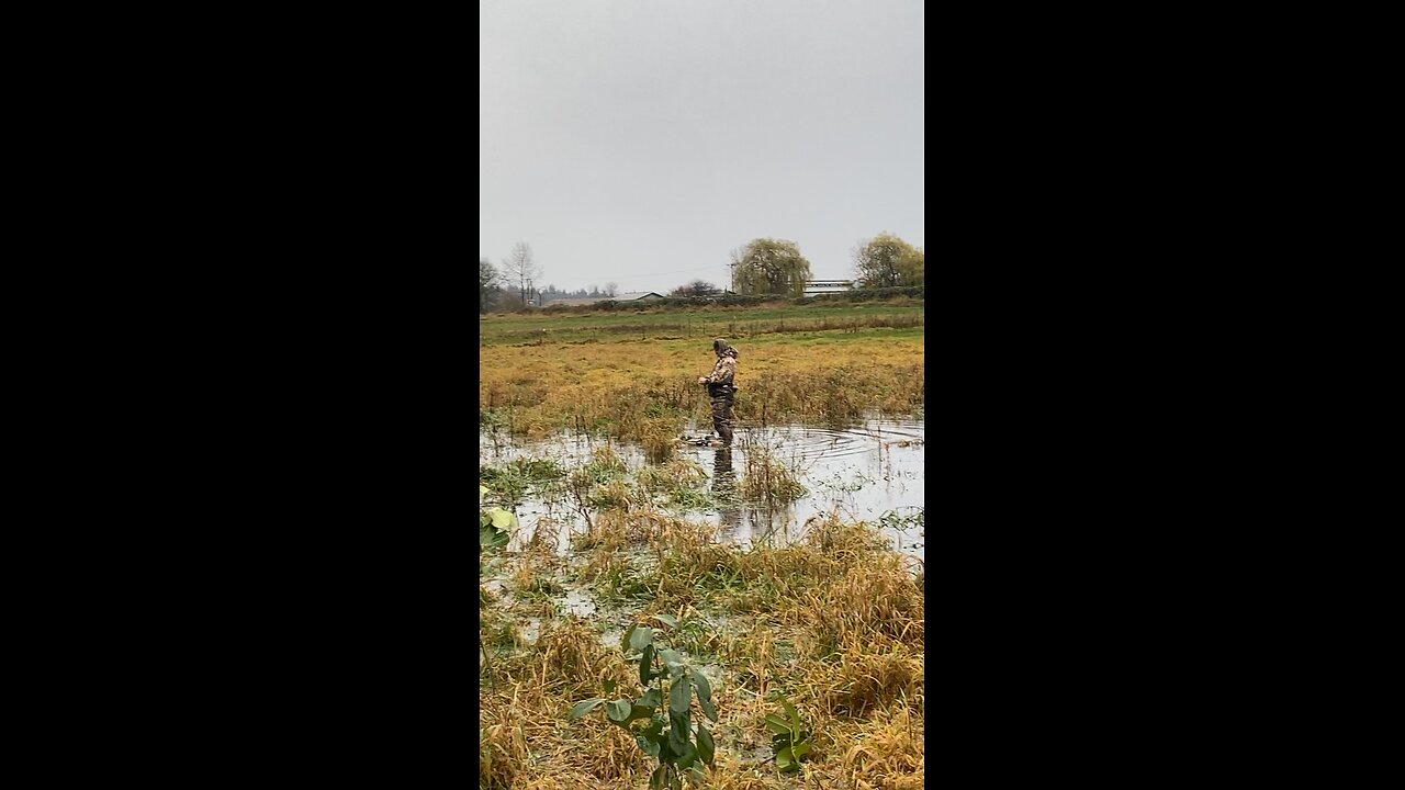 4 man Duck Limit of mallards