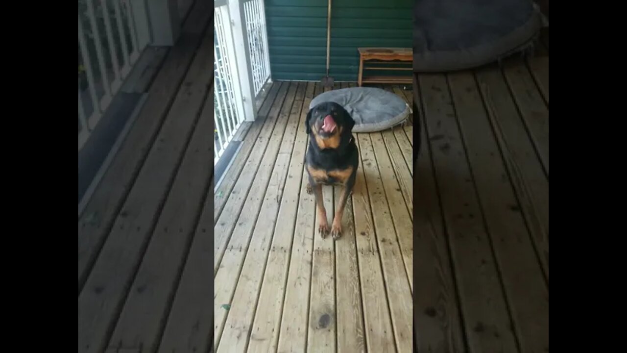 Training Rottweiler To Stay #Shorts #rottweiler๐๐๐๐