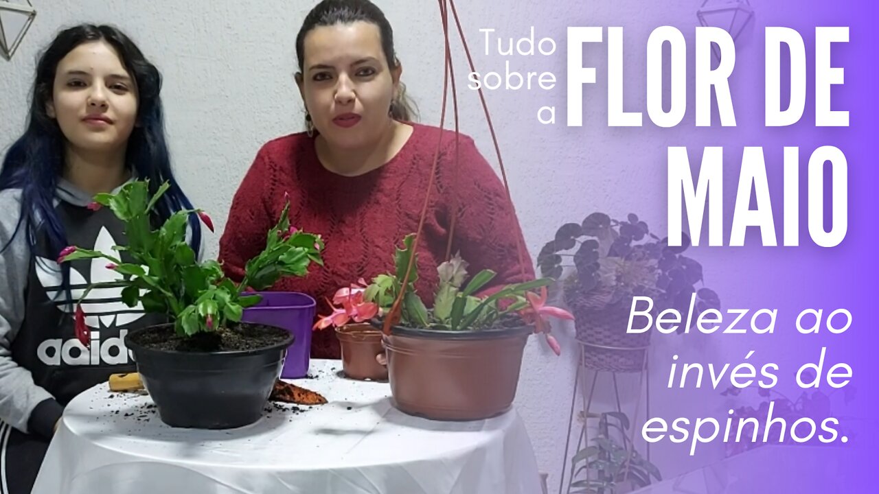 Flor de Maio (Family Cactos) - Dicas de cultivo