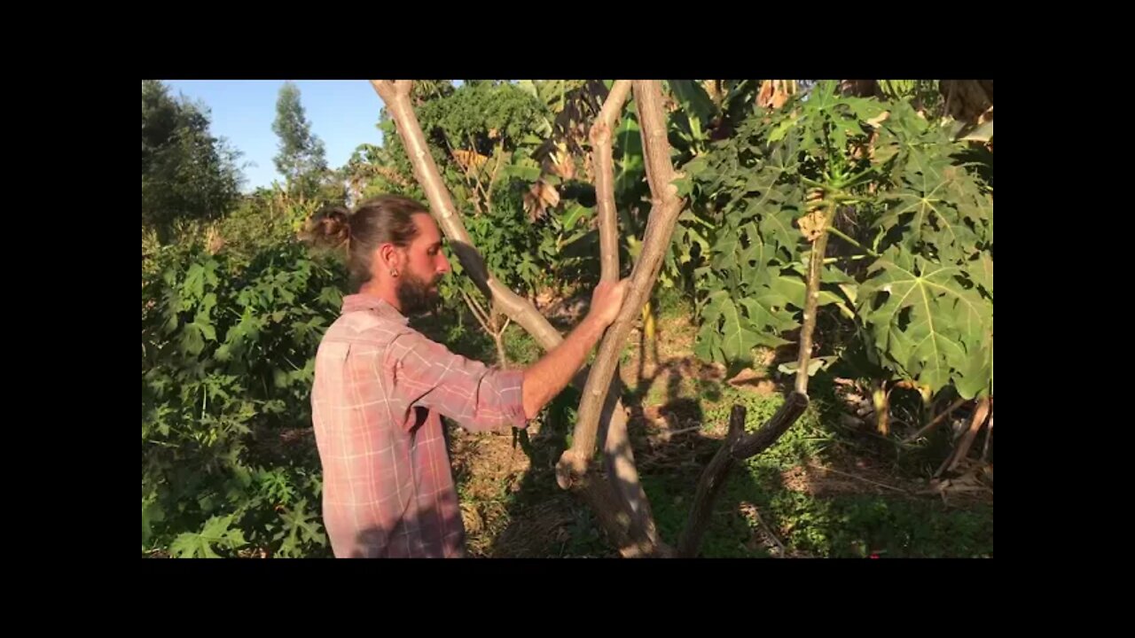 Mini lições dos SAFs da Fazenda Bella com Osmany Segall