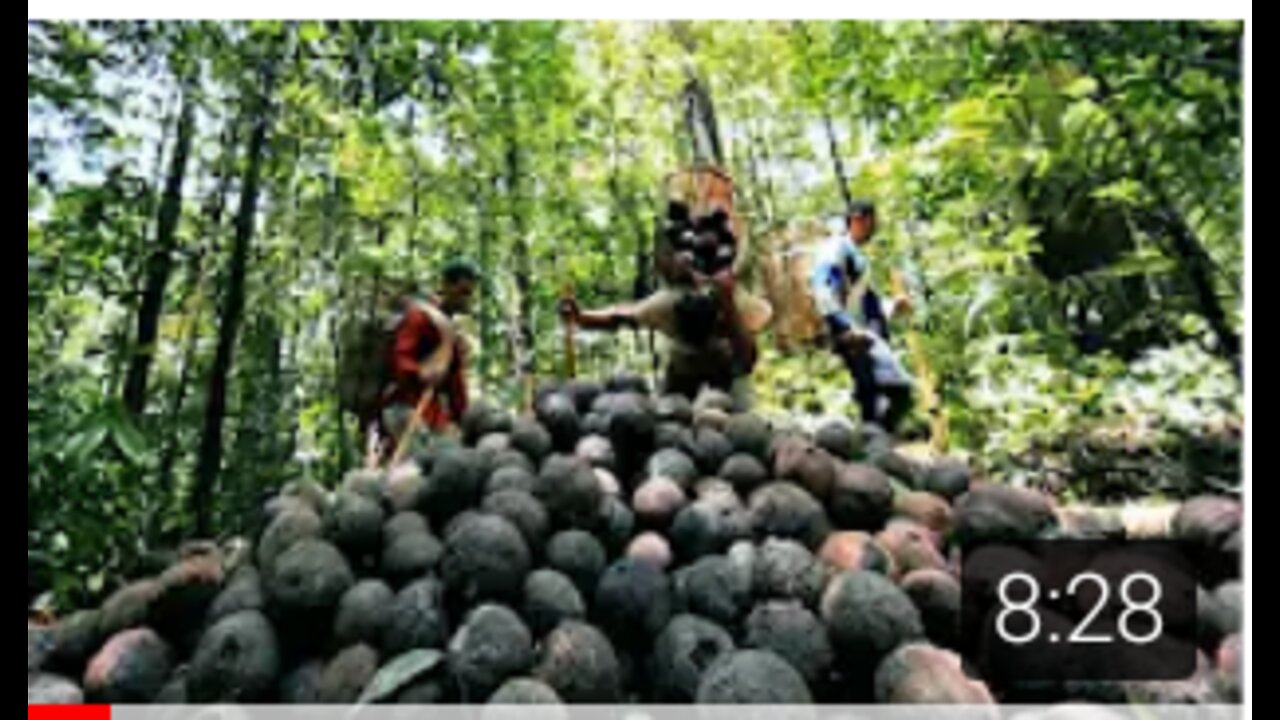 Amazing Jungle Nuts Harvesting -Amazon Nuts Processing in Factory