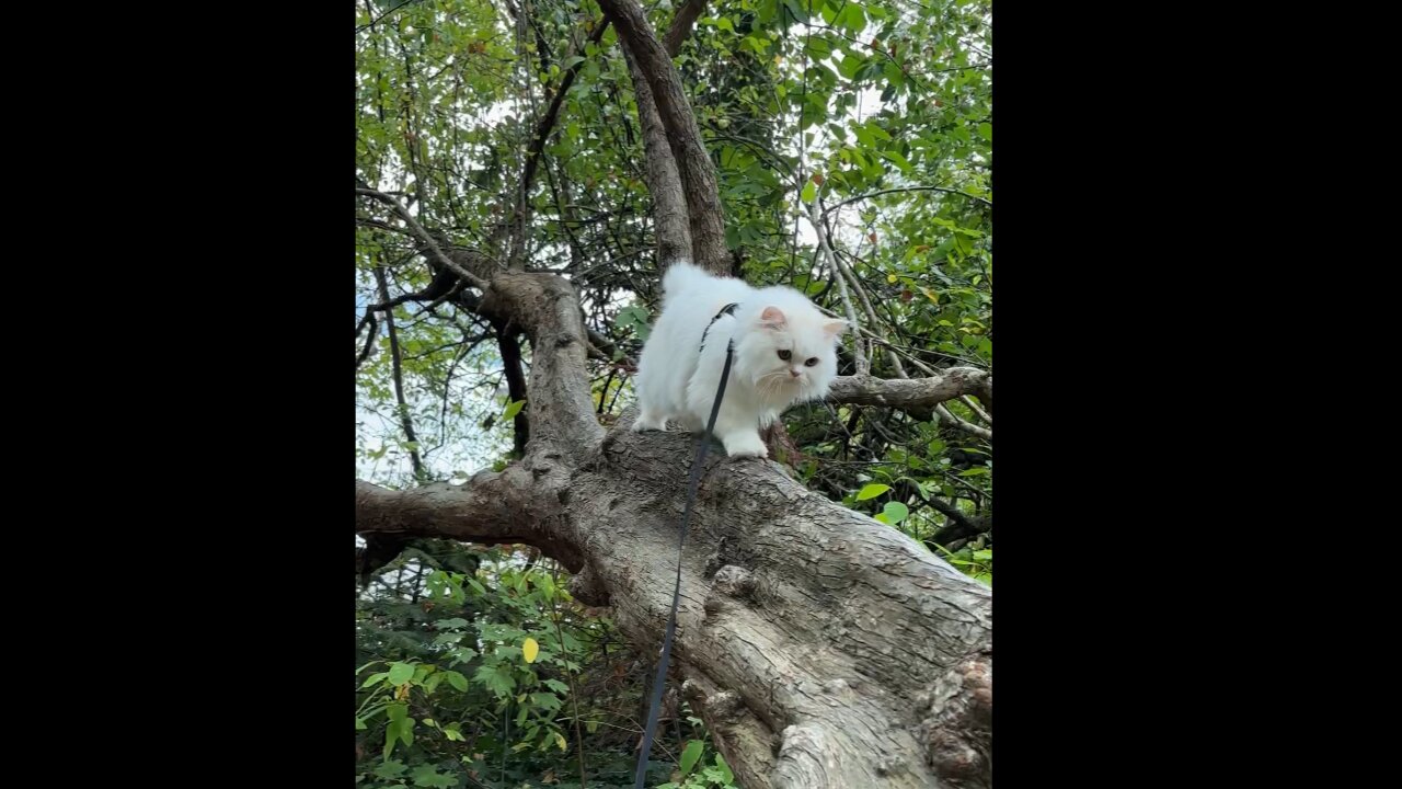 Cat in the Puurfect Tree