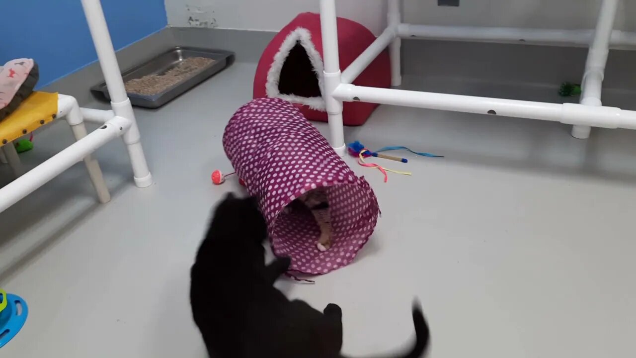 Shelter Cats Playing