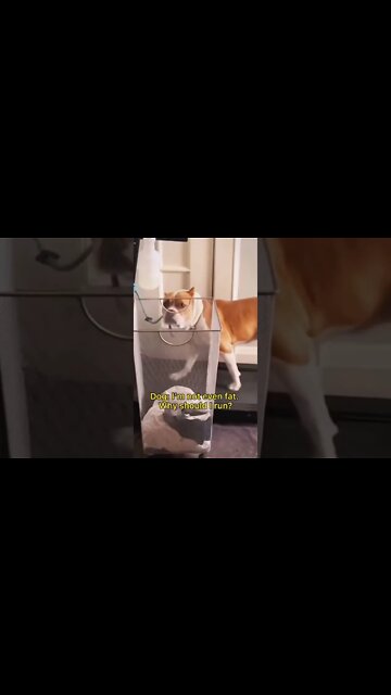 Dog: I’m Not Fat, Why Should I Run ?