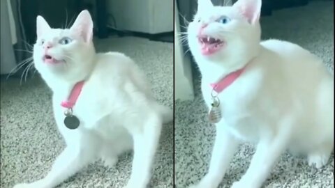 Cat funny😜 crying video