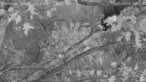 Hays Eagles early morning mating 2021 12 05 7:04 AM