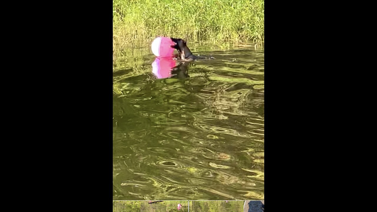 Malinois dog goes for Long swim after beach ball. Malinois Drive!!!