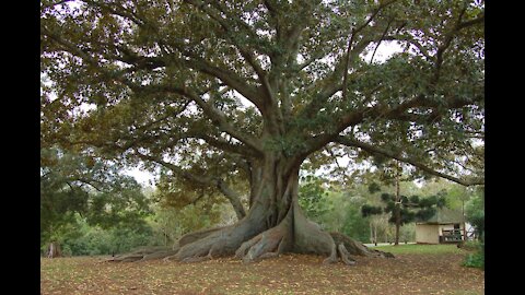 Parable of the Budding Fig Tree