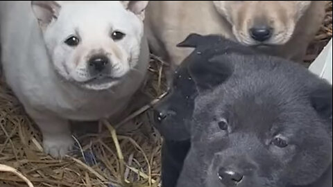 Amazing dogs 🐶 trending video