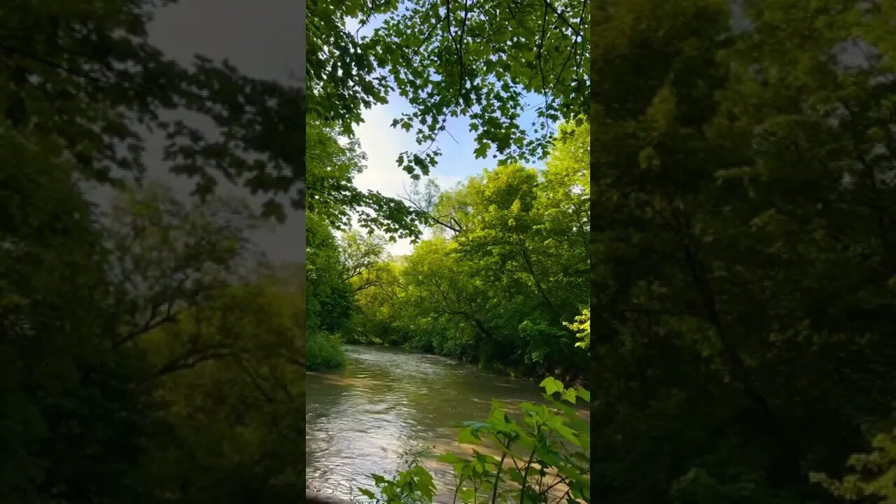 West Don River Water View in Glendon Forest 🌸🍀🥰🇨🇦 | Greetings | Uplifting shorts | Journal