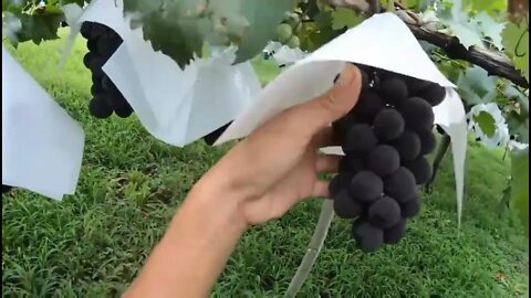 Grapes Farming.