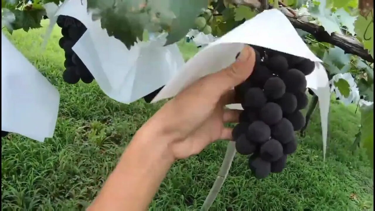 Grapes Farming.